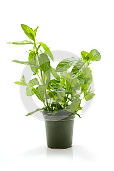 Mint plant in pot