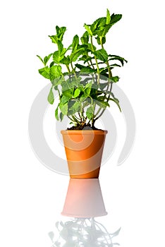 Mint Plant in Pot Isolated on White Background