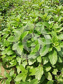 Mint plant pudina