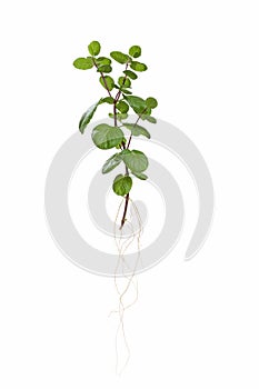 Mint plant with root