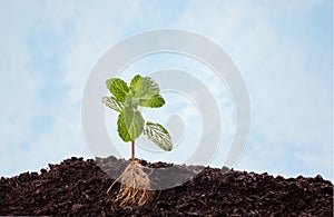 Mint plant in soil with visible root