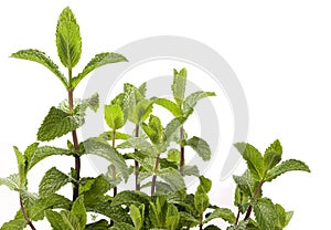 Mint Plant - spearmint photo