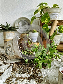 Mint plant and teracotta pot with decoupage style