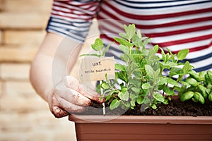 Mint plant on urban garden