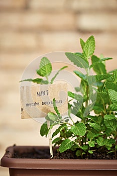 Mint plant on urban garden
