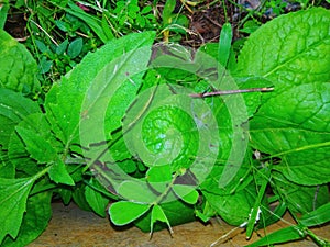 The mint plants under green leafs in the garden.