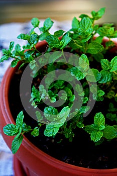 Mint in a pot