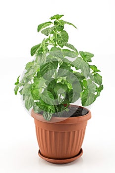 Mint Potted on a White Background