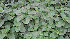Mint Pudina Leaves fresh orginal color