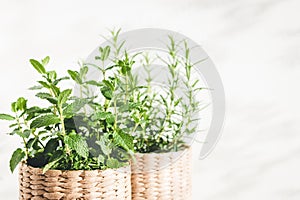 Mint and rosemary herbs in knitted pots