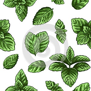 Mint seamless pattern. Green peppermint leaves, spearmint healing herb. Melissa botanical vector wallpaper print texture