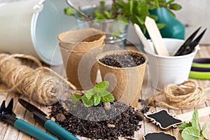 Mint seedlings in biodegradable pots near garden tools. Indoor gardening, germinating herb seeds