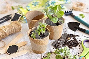 Mint seedlings in biodegradable pots near garden tools. Indoor gardening, germinating herb seeds