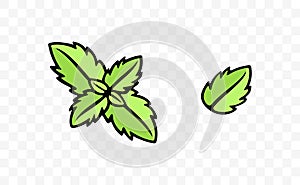 Mint and spearmint, herb, mint leaves, graphic design