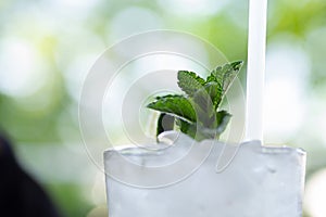 Mint sprig on the top of a refreshing mojito cocktail