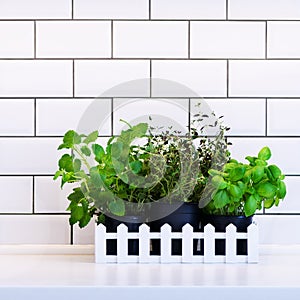 Mint, thyme, basil, parsley - aromatic kitchen herbs in white wooden crate on kitchen table, brick tile background