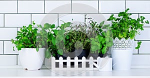 Mint, thyme, basil, parsley - aromatic kitchen herbs in white wooden crate on kitchen table, brick tile background