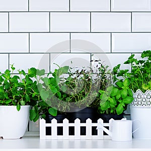 Mint, thyme, basil, parsley - aromatic kitchen herbs in white wooden crate on kitchen table, brick tile background