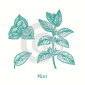 Mint twig with leaves. Ink black and white doodle drawing