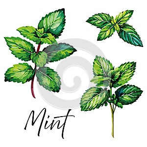 Mint vector illustration.