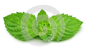 Mint on white background