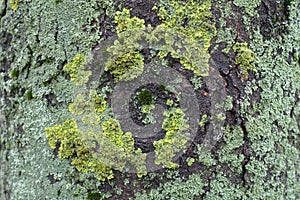 Mint and yellow green lichen on bark of horse chestnut