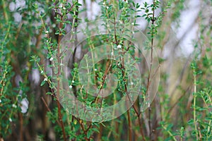 Minthostachys mollis medicinal palnt