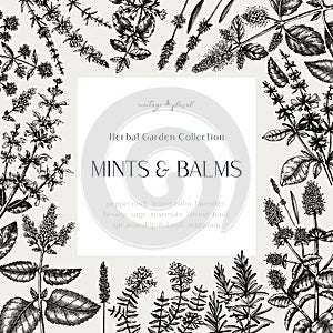 Mints and balms vintage design. Hand sketched aromatic and medicinal herbs frame. Mint plants frame in vintage style. Perfect for