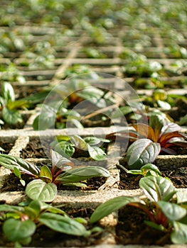 Mints in a greenhouse photo