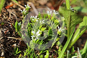 Minuartia biflora, also called the mountain sandwort photo