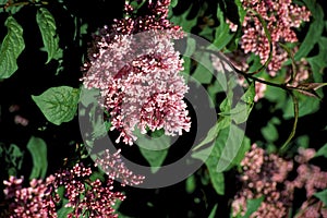 Minuet Lilac   43790 photo