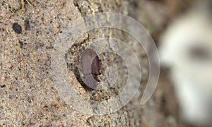 Minute brown scavenger beetle, Enicmus testaceus on aspen bark