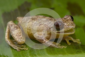 Minute tree frog calling