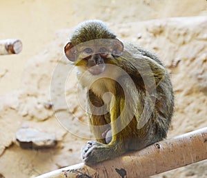 Miopithecus oguensis , Northern talopoin photo