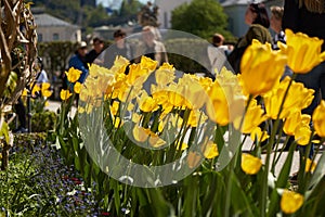 Mirabell palace and garden in springtime Salzburg, Austria