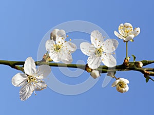 Mirabelle flower