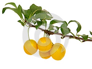 Mirabelle plum branch with yellow ripe fruits isolated on white. Prunus domestica subsp. syriaca