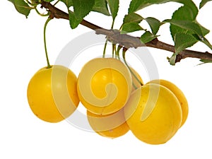 Mirabelle plum branch with yellow ripe fruits isolated on white. Prunus domestica subsp. syriaca