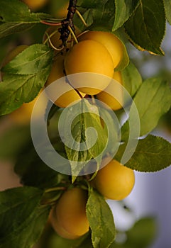 Mirabelle plums