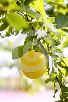 Mirabelle yellow plum fruit in its tree photo