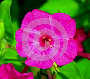 mirabilis flower with pink purple color photo