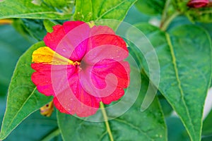 Mirabilis jalapa