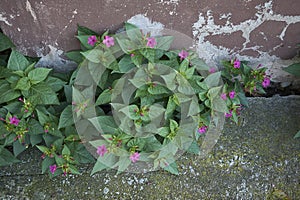 Mirabilis jalapa in bloom