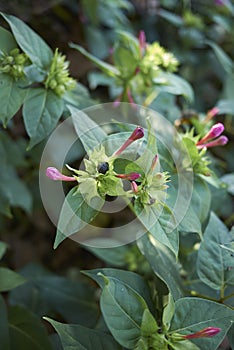 Mirabilis jalapa in bloom