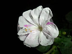 A white and pink marigold flower. Top view photo