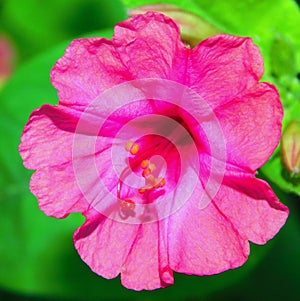 mirabilis flower with pink-purple color photo