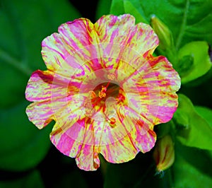mirabilis flower with multiple colors photo
