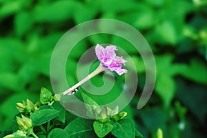 Mirabilis jalapa flower