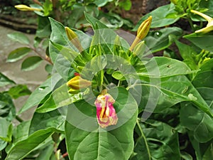 Mirabilis jalapa flower closeup