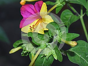 Mirabilis jalapa Flower, Four o Clock Flower.